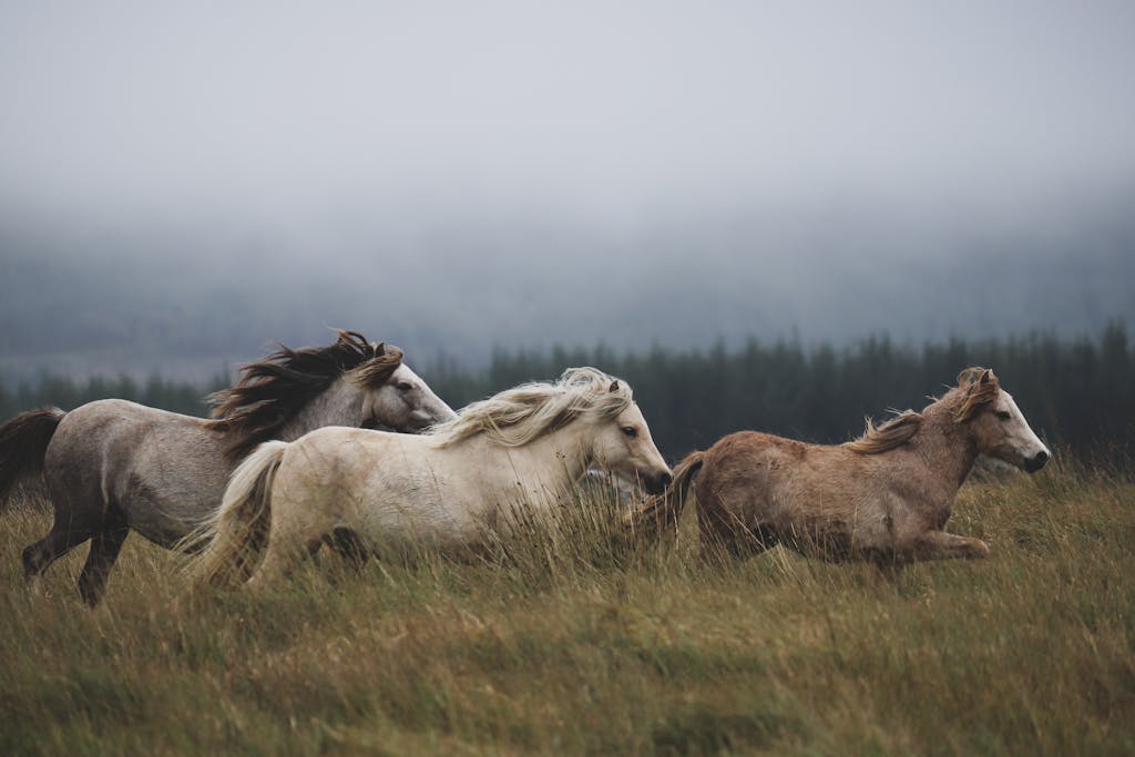 A group of wild horses gallop through a misty field, surrounded by fog and lush greenery.